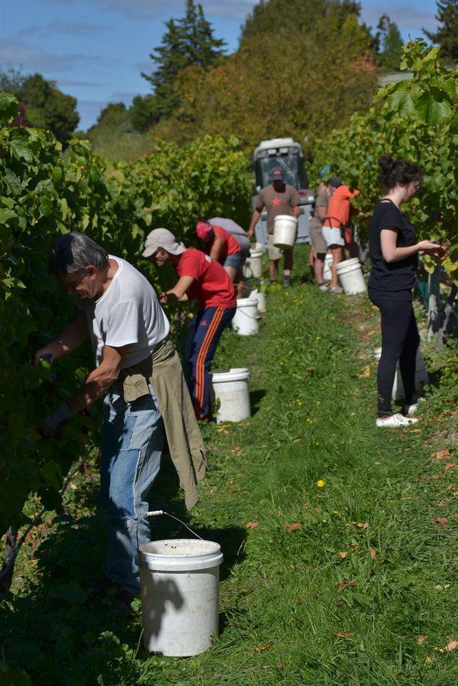 Pine Hill Lodge In Vineyard Mapua Esterno foto