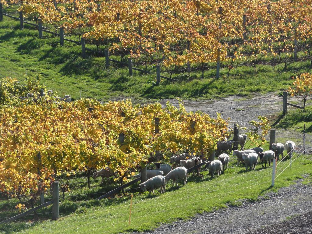 Pine Hill Lodge In Vineyard Mapua Esterno foto
