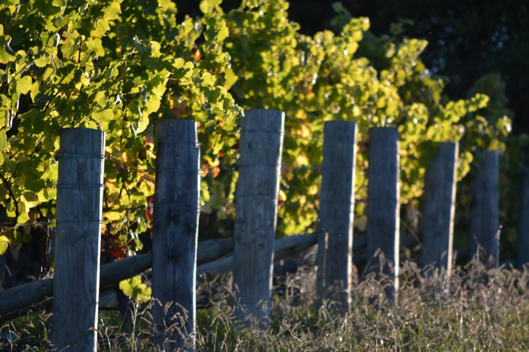 Pine Hill Lodge In Vineyard Mapua Esterno foto